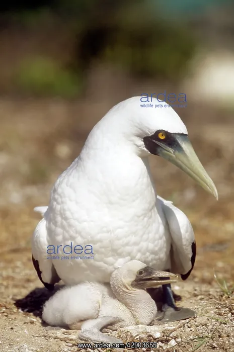 : Masked Booby - with young : Masked Booby - with young