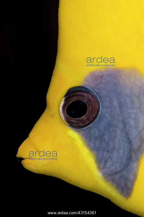 : Masked Butterflyfish : Masked Butterflyfish