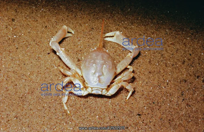: Masked CRAB : Masked CRAB