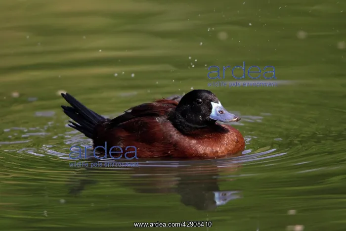 : Masked Duck - drake courtship displaying on lake : Masked Duck - drake courtship displaying on lake