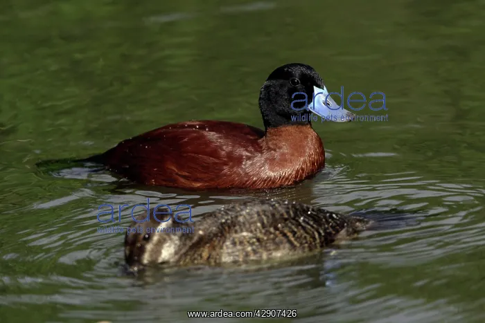 : Masked Duck - pair swimming on lake : Masked Duck - pair swimming on lake