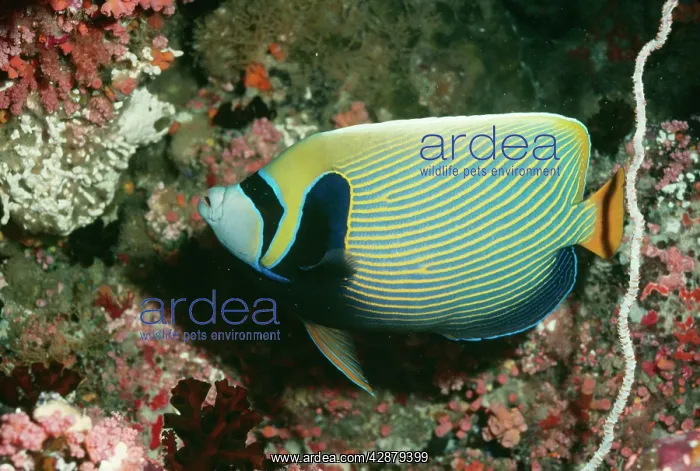 : Masked / Emperor Angelfish : Masked / Emperor Angelfish