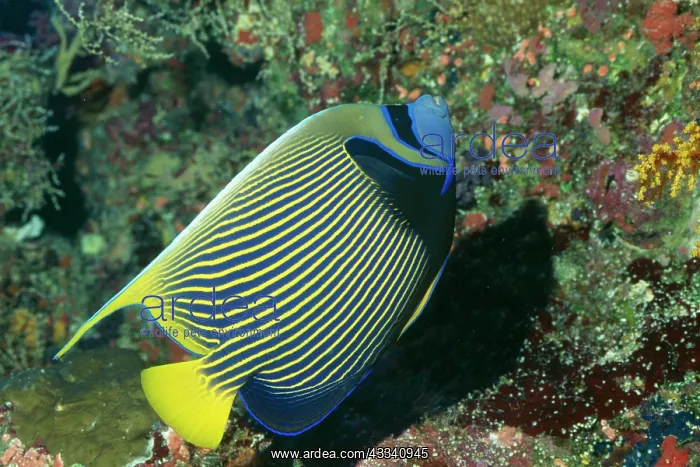 : Masked / Emperor Angelfish : Masked / Emperor Angelfish