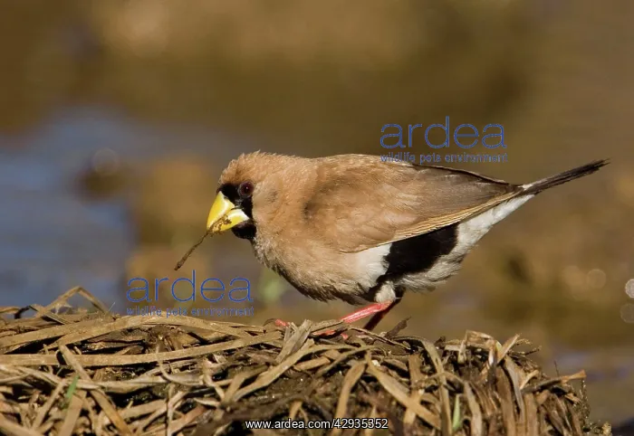 : Masked Finch : Masked Finch