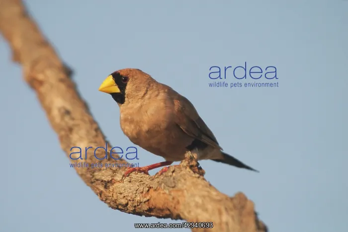 : Masked Finch : Masked Finch
