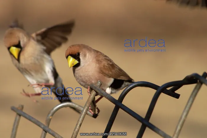 : Masked Finch - two on fence : Masked Finch - two on fence