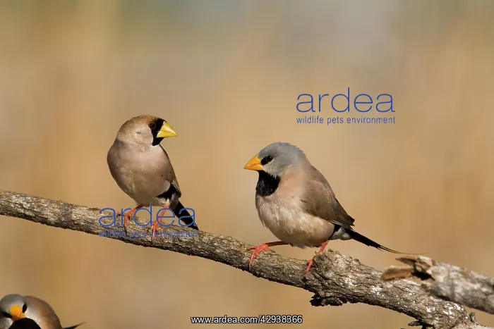 : Masked Finch and Long-tailed Finch : Masked Finch and Long-tailed Finch