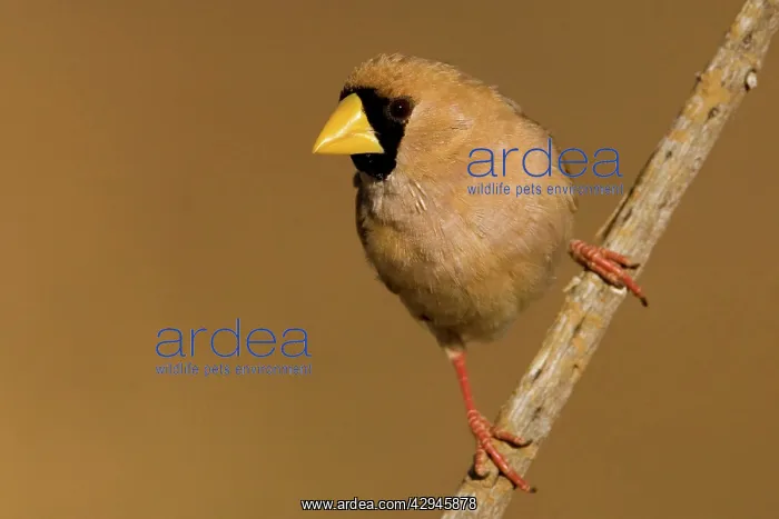 : Masked Finch - near a drying pool : Masked Finch - near a drying pool