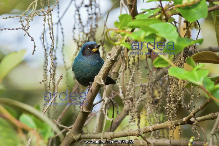: Masked Flowerpiercer : Masked Flowerpiercer