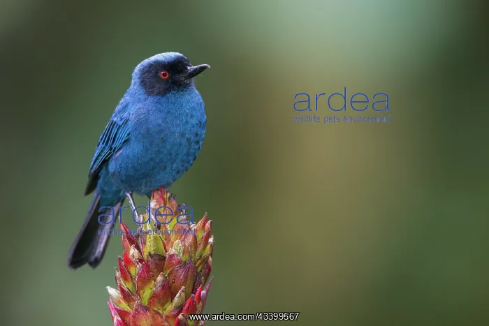 : Masked flowerpiercer, cloud forest. Ecuador, South : Masked flowerpiercer, cloud forest. Ecuador, South