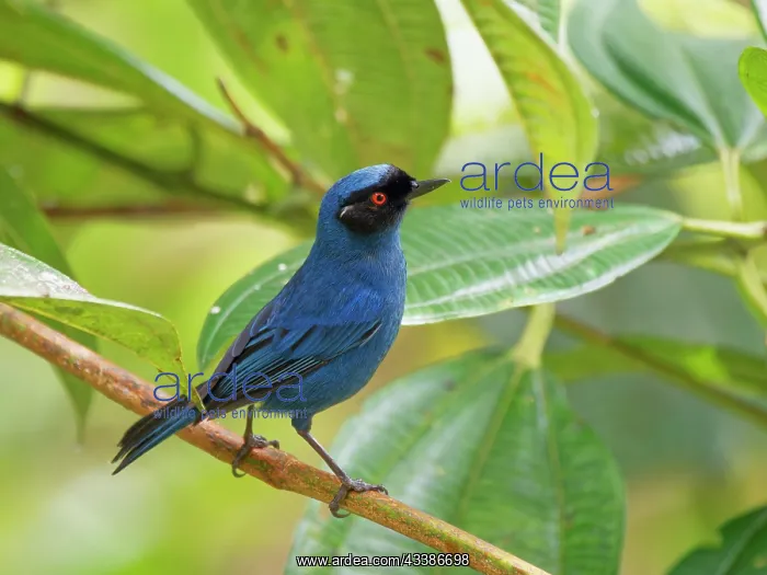 : Masked Flowerpiercer Diglossopis cyanea Ecuador : Masked Flowerpiercer Diglossopis cyanea Ecuador
