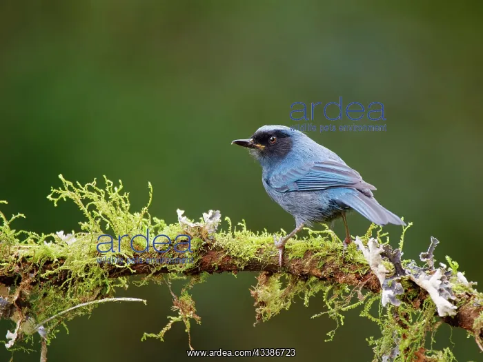 : Masked Flowerpiercer Diglossopis cyanea Ecuador : Masked Flowerpiercer Diglossopis cyanea Ecuador
