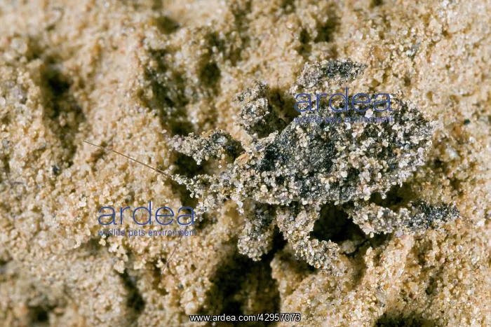 : Masked Hunter - Nymph covered in sand : Masked Hunter - Nymph covered in sand