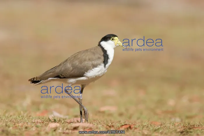 : Masked Lapwing : Masked Lapwing