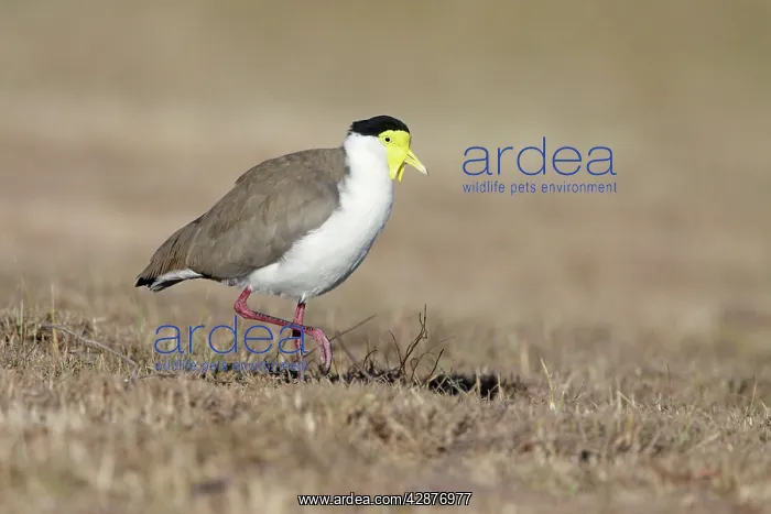 : Masked Lapwing : Masked Lapwing