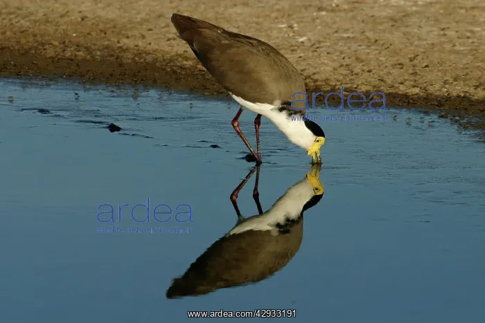: Masked Lapwing : Masked Lapwing