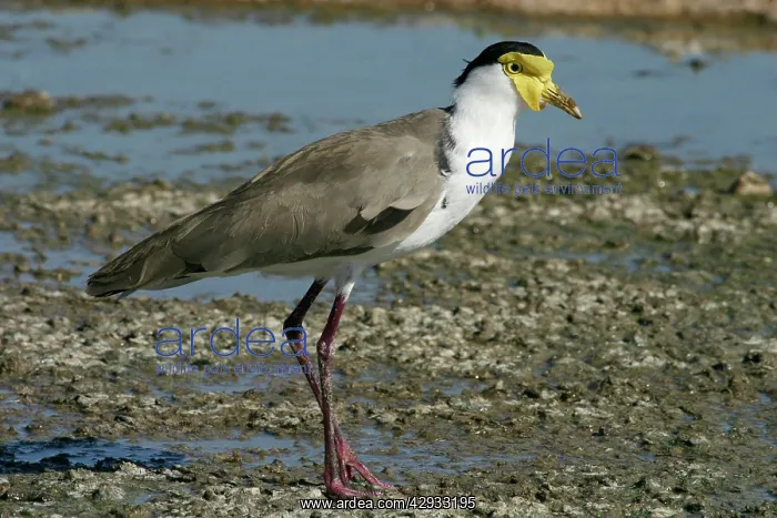 : Masked Lapwing : Masked Lapwing