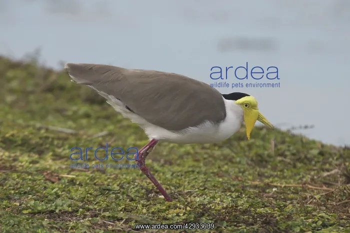 : Masked Lapwing : Masked Lapwing