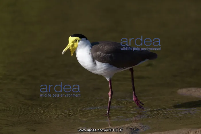  : Masked Lapwing