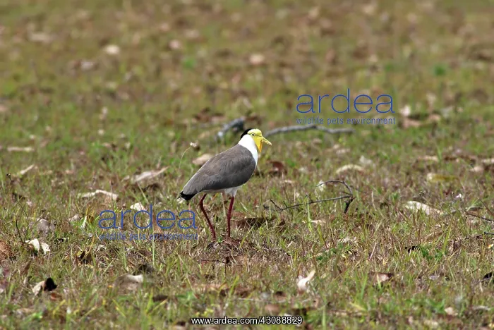 : Masked Lapwing : Masked Lapwing