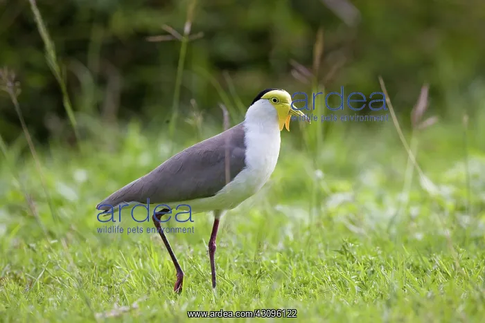 : Masked Lapwing : Masked Lapwing