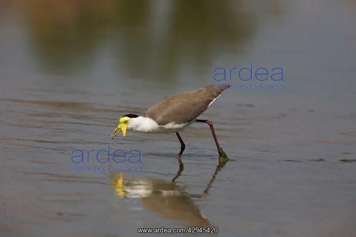 : Masked Lapwing - feeding at an overflow pond : Masked Lapwing - feeding at an overflow pond