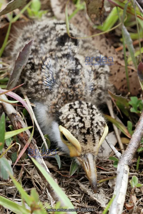 : Masked Lapwing fledgling : Masked Lapwing fledgling