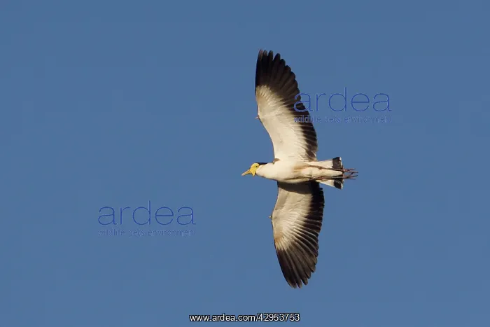 : Masked Lapwing - in flight : Masked Lapwing - in flight