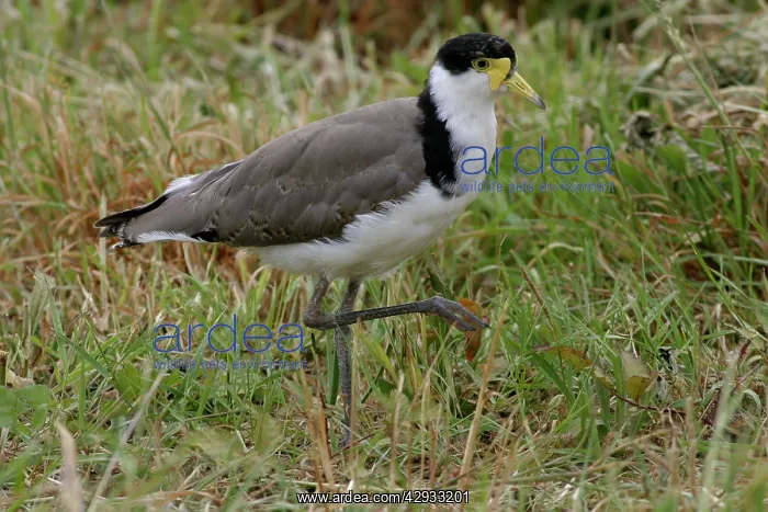 : Masked Lapwing - Juvenile : Masked Lapwing - Juvenile