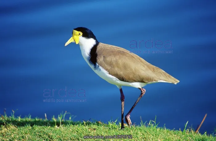: Masked Lapwing - formerly known as the Spur-winged : Masked Lapwing - formerly known as the Spur-winged
