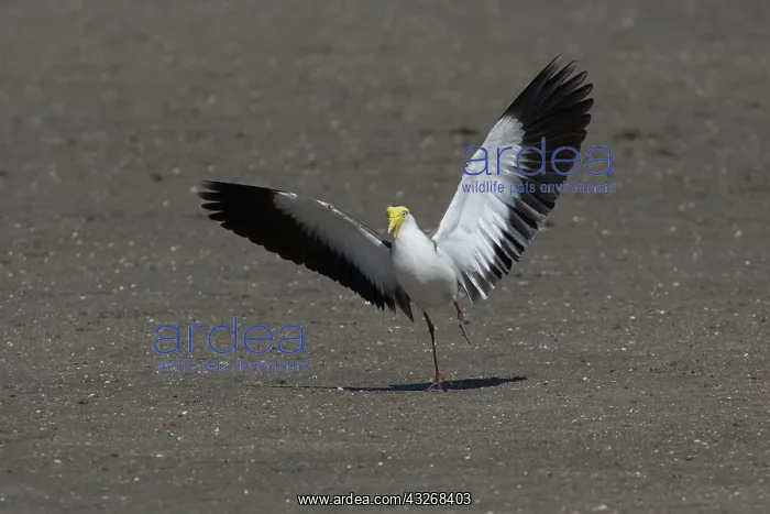 : Masked Lapwing - Landing on the Cairns Esplanade : Masked Lapwing - Landing on the Cairns Esplanade
