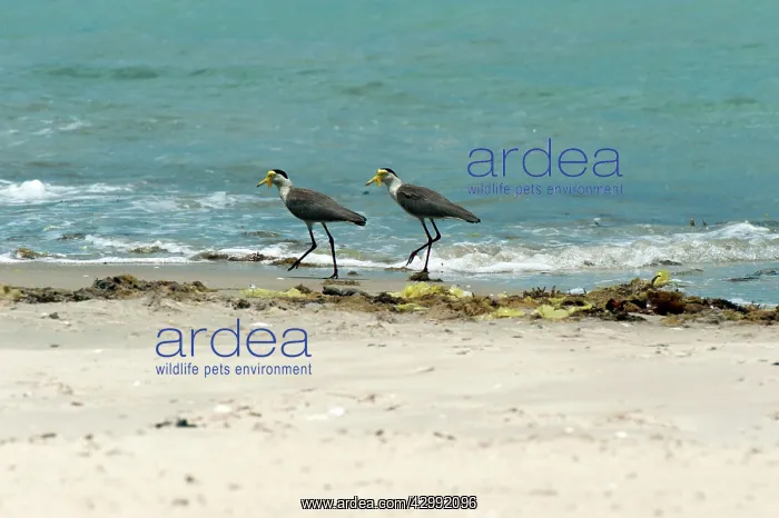 : Masked Lapwing - with large wattles around face - foraging a : Masked Lapwing - with large wattles around face - foraging a