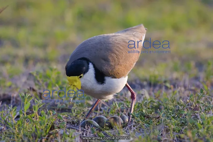 : Masked Lapwing with nest : Masked Lapwing with nest