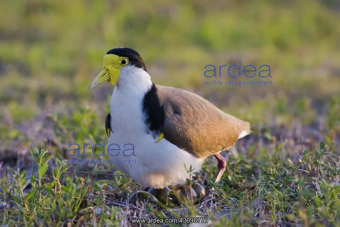 : Masked Lapwing with nest : Masked Lapwing with nest