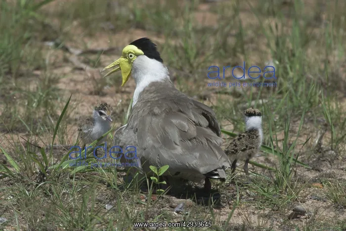: Masked Lapwing - with newly-hatched chicks, nest : Masked Lapwing - with newly-hatched chicks, nest