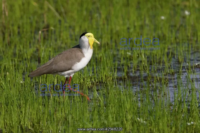 : Masked Lapwing / Spur-winged Plover : Masked Lapwing / Spur-winged Plover