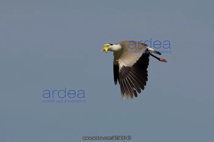 : Masked Lapwing / Spur-winged Plover - in flight : Masked Lapwing / Spur-winged Plover - in flight