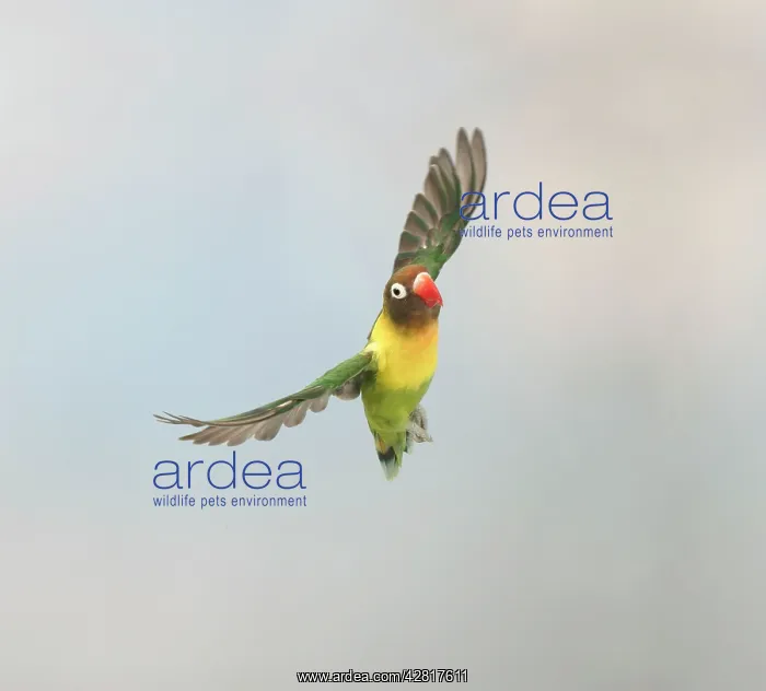 : Masked Lovebird - In flight front view : Masked Lovebird - In flight front view