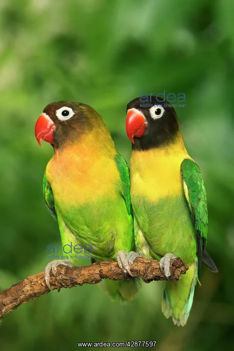 : Masked Lovebirds - two : Masked Lovebirds - two