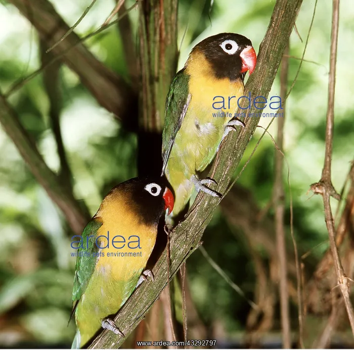 : MASKED LOVEBIRDS - x two, in tree : MASKED LOVEBIRDS - x two, in tree