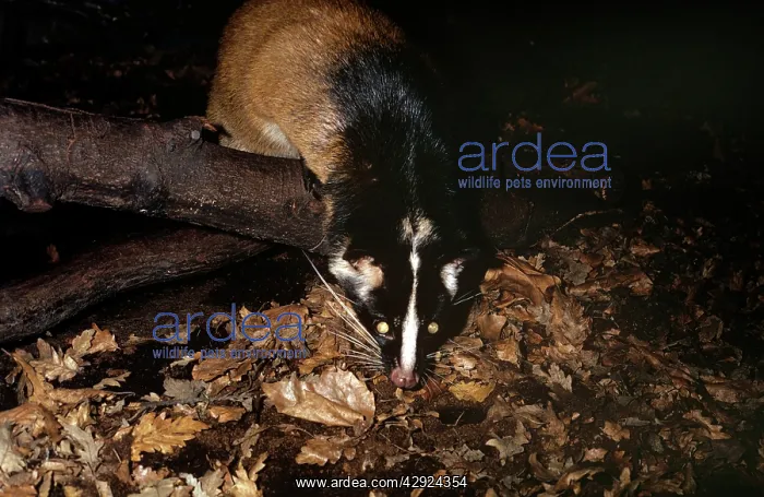 : Masked palm civet - at night : Masked palm civet - at night