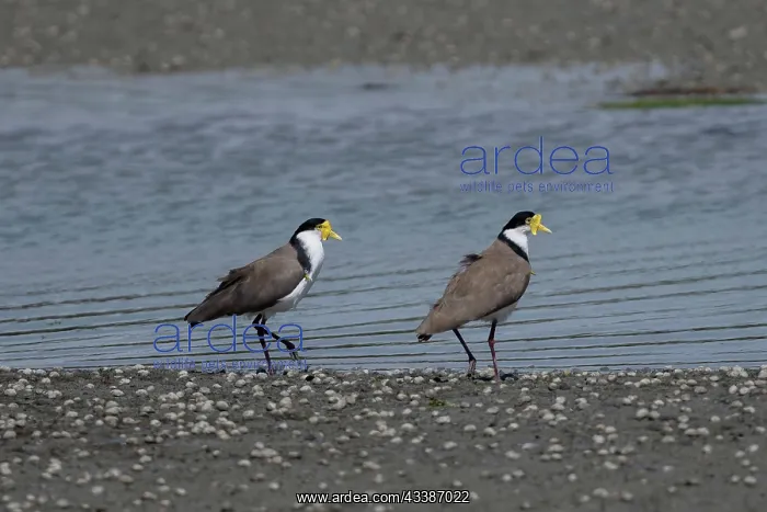 : Masked Plover : Masked Plover