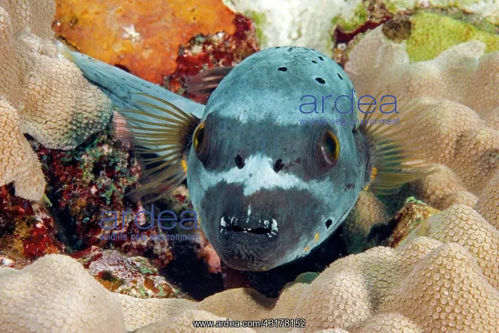 : Masked puffer (Arothron diadematus), Pacific, Micronesia : Masked puffer (Arothron diadematus), Pacific, Micronesia