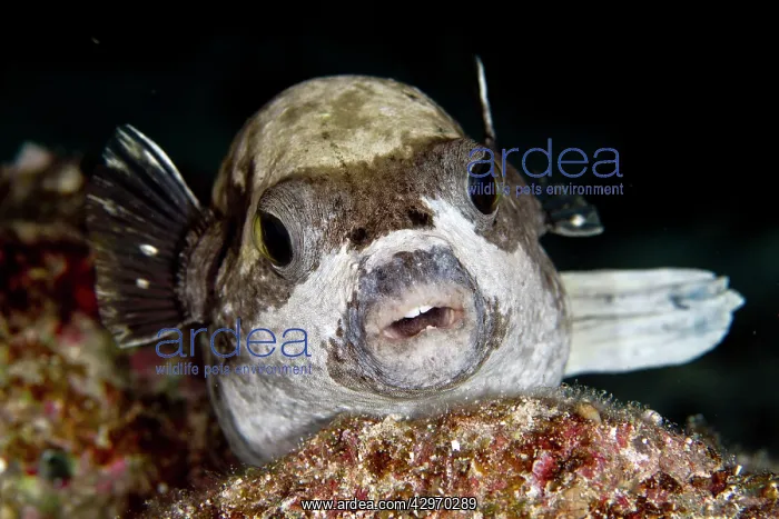 : Masked Puffer - Egypt - Red Sea : Masked Puffer - Egypt - Red Sea
