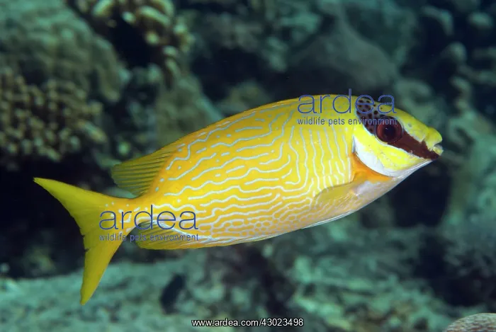 : Masked Rabbitfish : Masked Rabbitfish