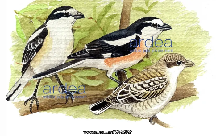 : Masked Shrike : Masked Shrike