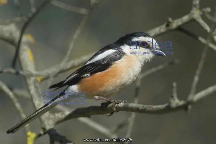 : Masked Shrike - adult Male : Masked Shrike - adult Male