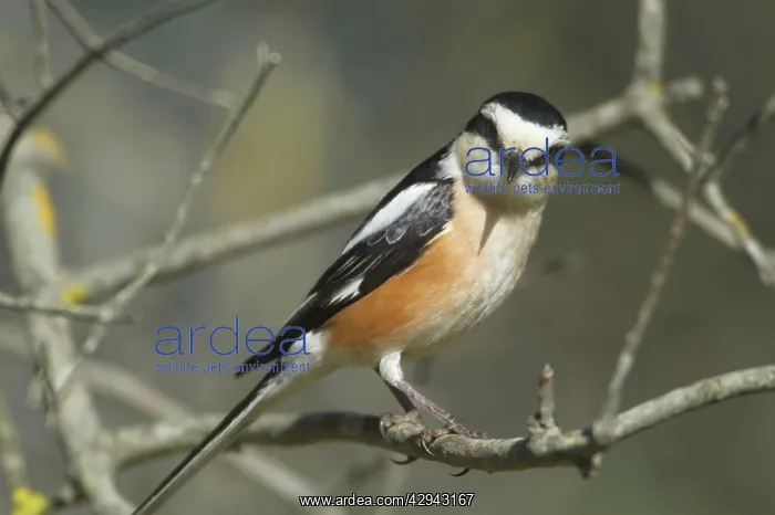 : Masked Shrike - adult Male : Masked Shrike - adult Male
