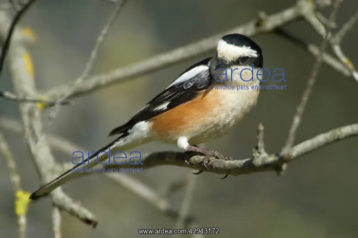 : Masked Shrike - adult Male : Masked Shrike - adult Male
