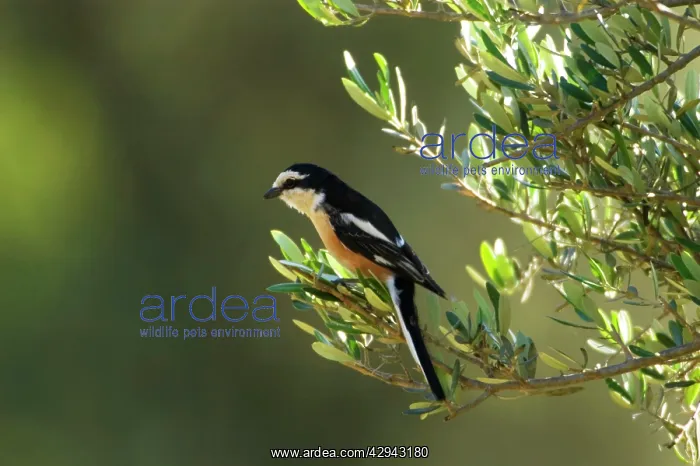 : Masked Shrike - adult Male : Masked Shrike - adult Male